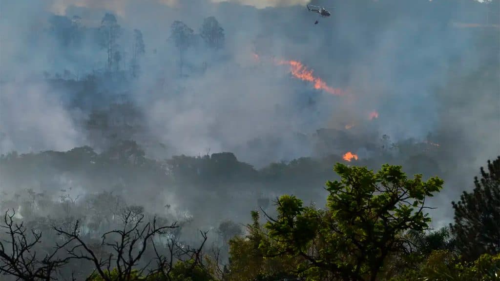 Consequências das queimadas já chegam até seu prato; entenda